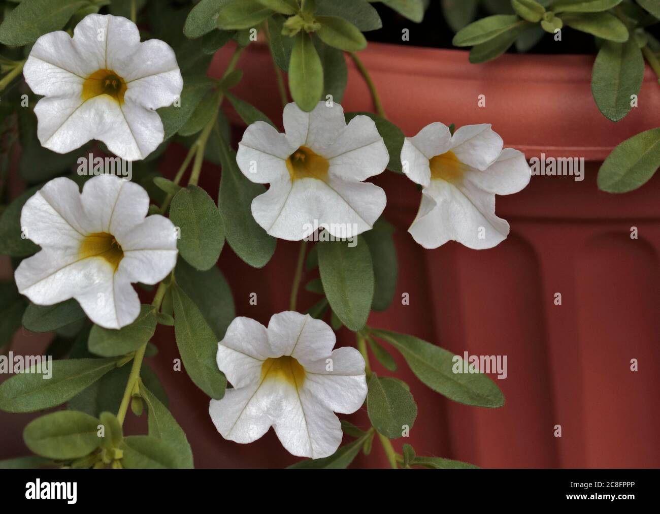 Weiße Calibrachoa Million Glocken Stockfoto