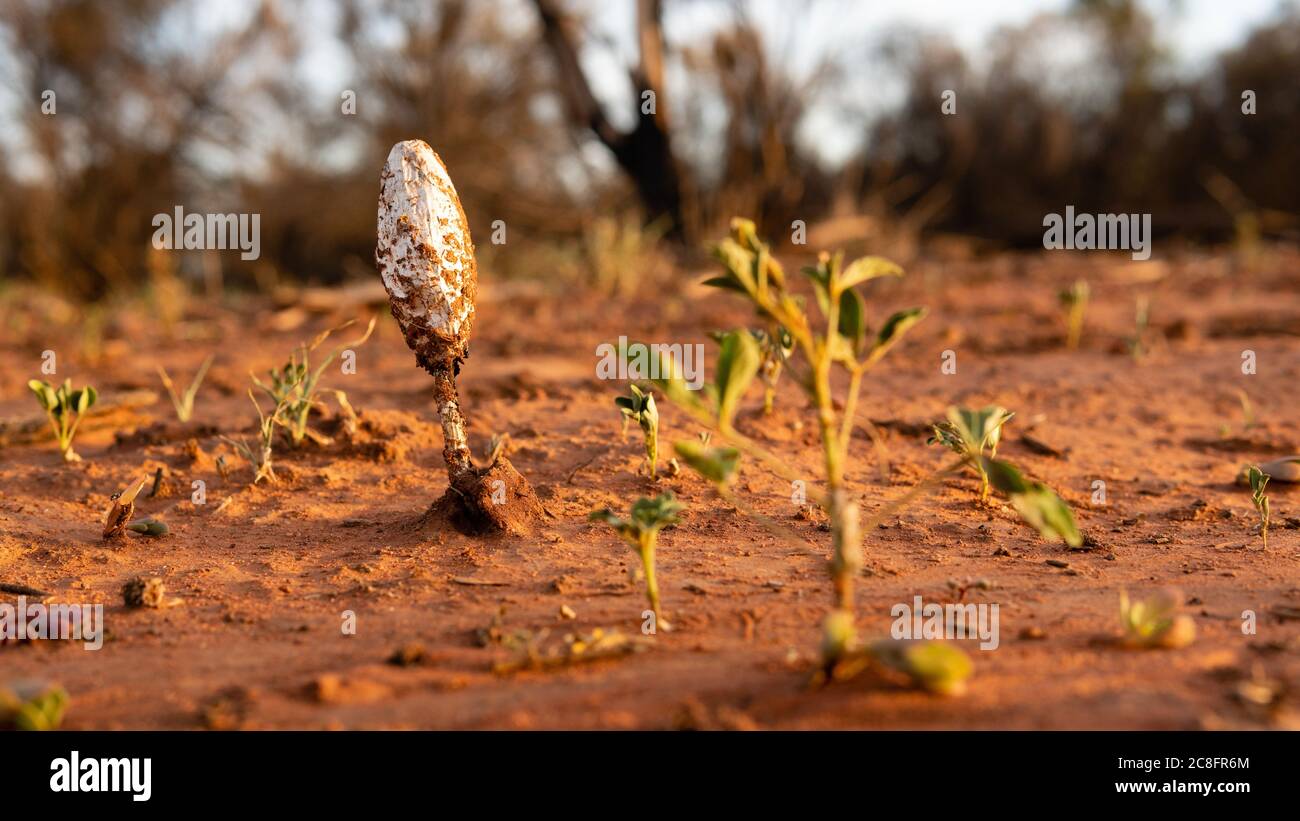 PFLANZE BUD IM AUSTRALISCHEN BUSCH. NOVEMBER 2019 - YUENDUMU-AUSTRALIEN; Stockfoto