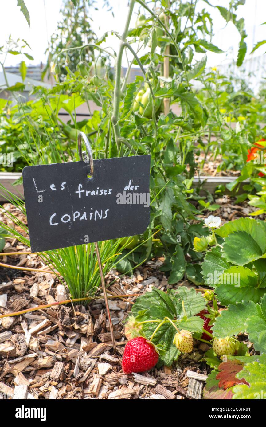 DIE GRÖSSTE STÄDTISCHE FARM DER WELT KOMMT AUF EIN PARISER DACH Stockfoto