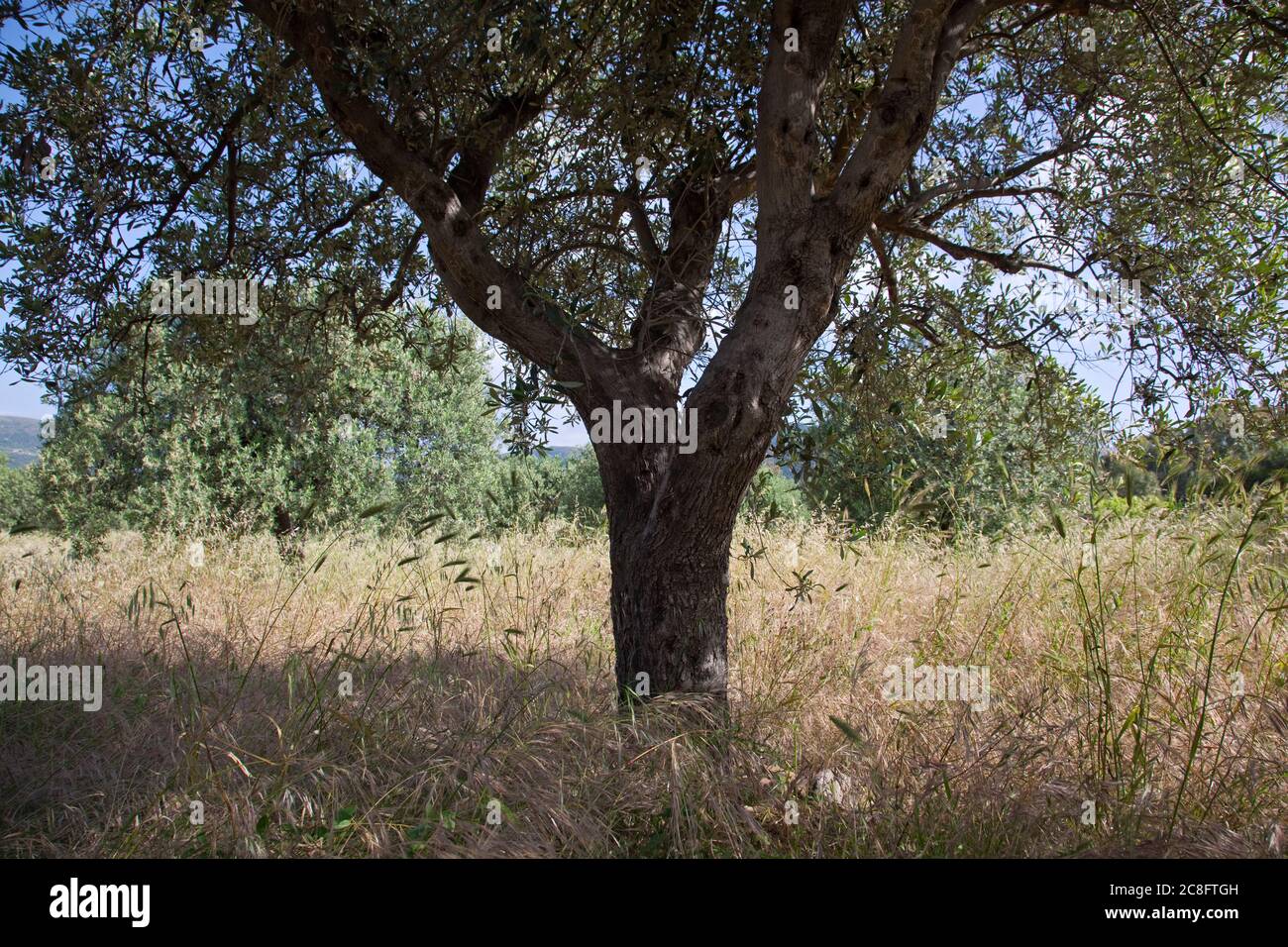 Geographie / Reisen, Italien, Sardinien, Chia, Baia Chia, Torre di Chia, Costa del Sud, Additional-Rights-Clearance-Info-not-available Stockfoto