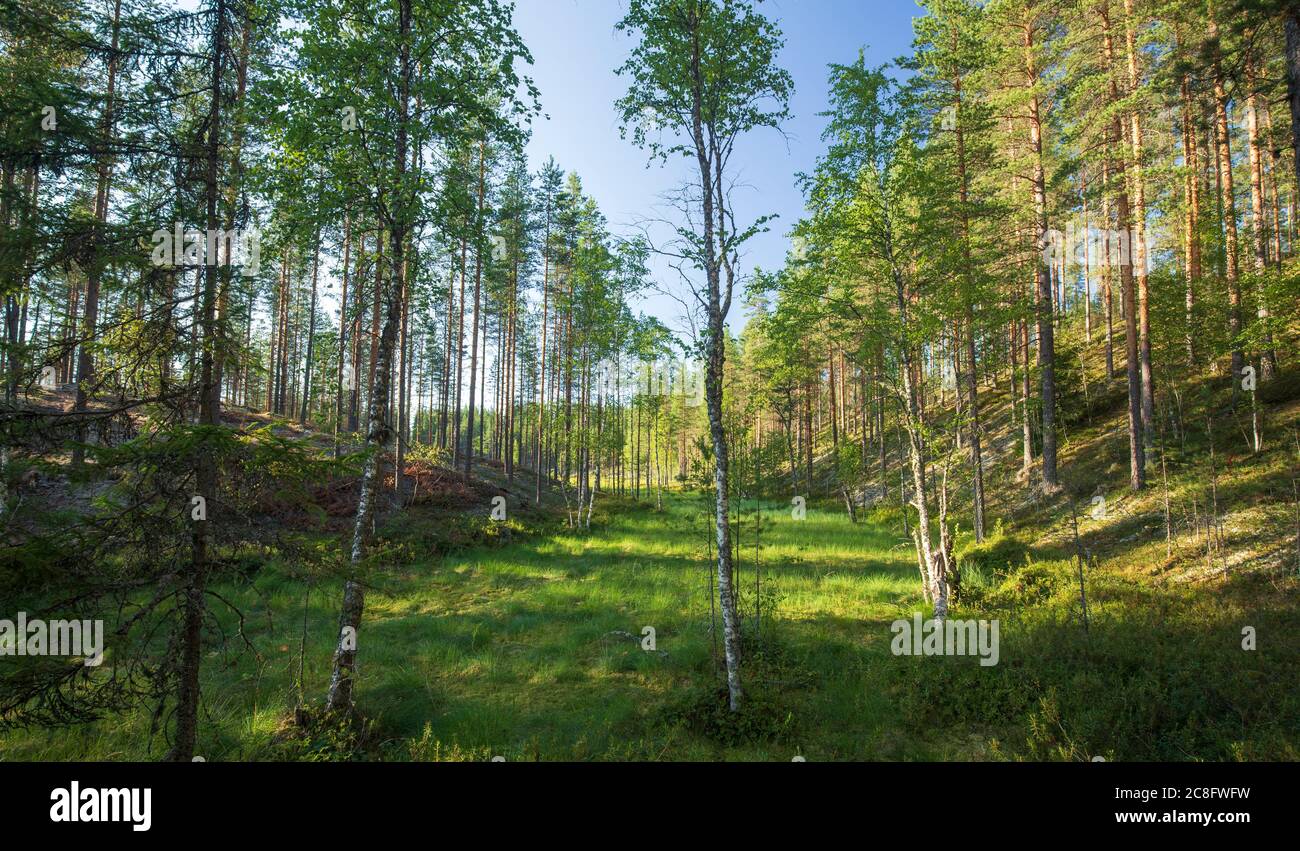 Schmale sumpfige Moor glen zwischen Eskers, Finnland Stockfoto