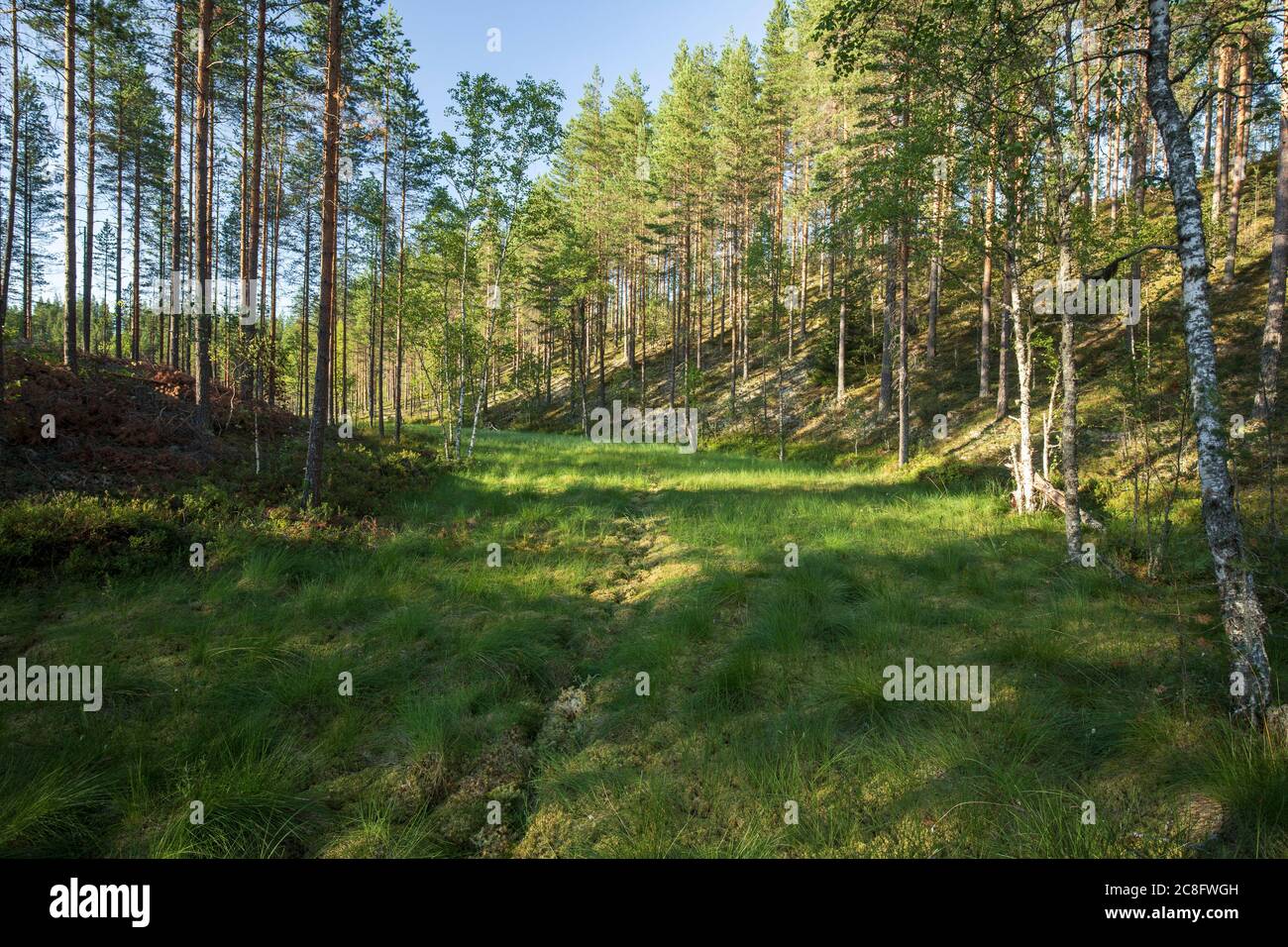 Europäischer Elch (Alces Alces) Trail im sumpfigen Moorgebiet zwischen zwei Hügeln im Sommer, Finnland Stockfoto