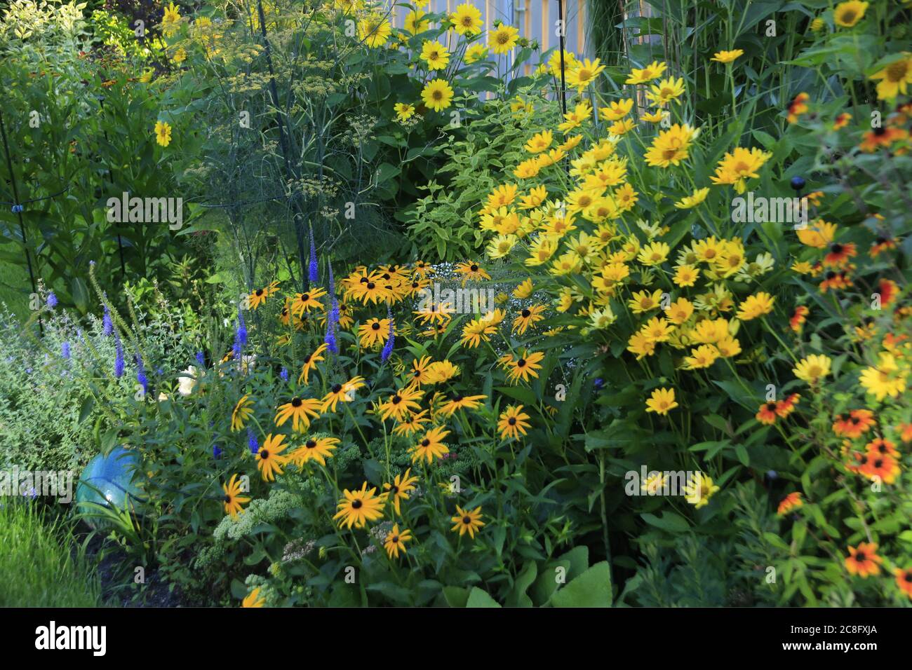 Rudbeckia var.sullivantii 'Goldsturm', Rudbeckia triloba 'Preyrie Glow', Helianthus micorcephalus 'Lemon Queen' und Veronica longifolia 'Blauriesin' U Stockfoto