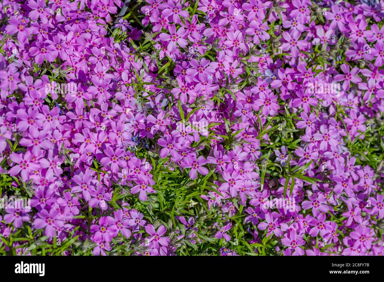 Frühlingsbanner von schönen violetten Hyazinthen. Panorama im Querformat, Kopierbereich. Nahaufnahme von Viola-Blüten, die im Boden wachsen Stockfoto