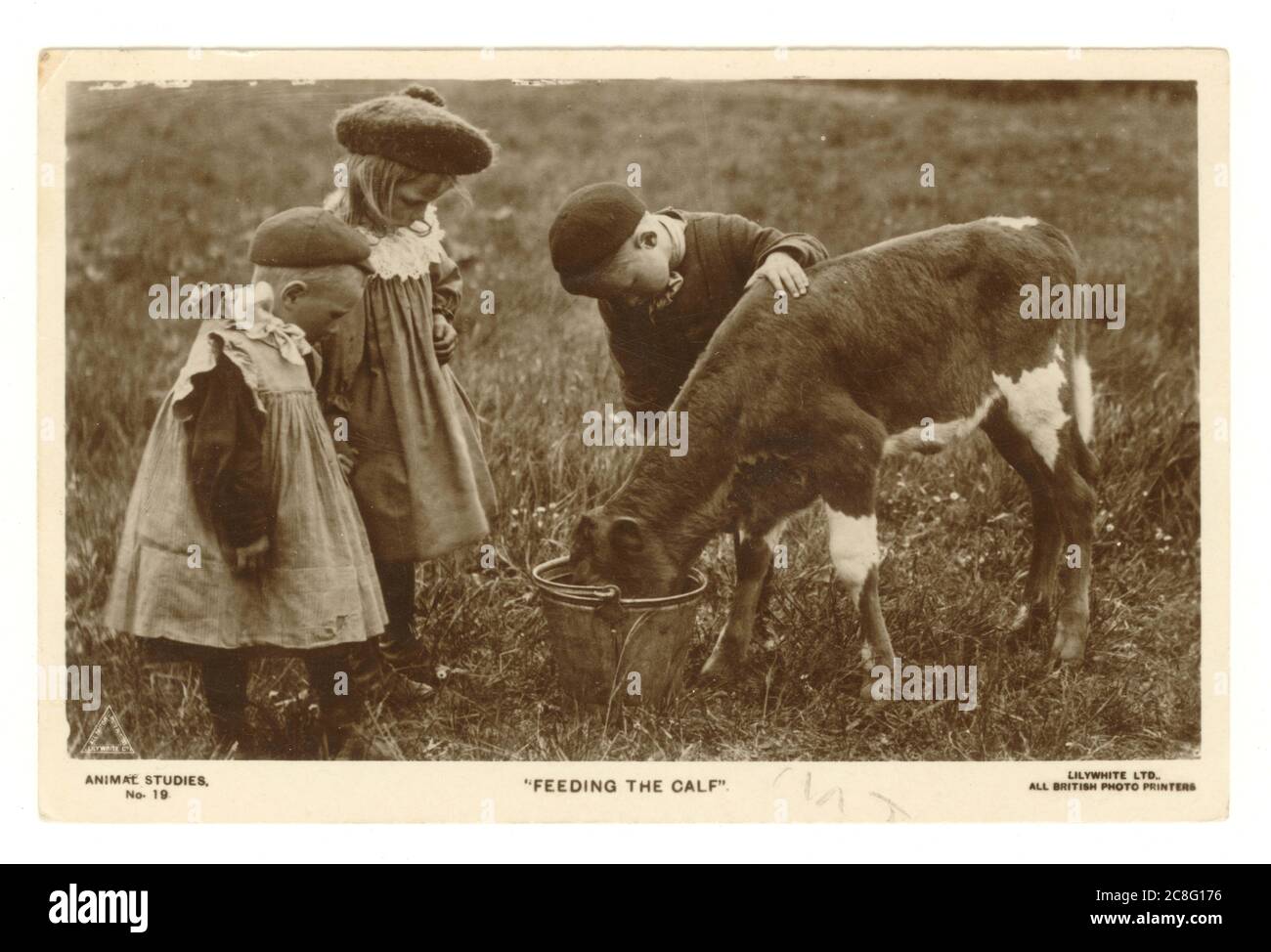 Grußkarte aus den frühen 1900er Jahren mit einer idyllischen Landszene, in der Kinder der 1920er im Freien dargestellt werden, die ein Kalb aus einem Eimer füttern. Das junge Mädchen trägt einen Tam-o'-Shanter-Hut, der in den frühen 1920er Jahren modisch war, und ein gesmocktes Kleid. Ein kleiner Junge trägt ein Kleid mit einer spitzen Kappe, während sein älterer Bruder mehr jungenhafte Kleidung und eine spitze Kappe trägt, die am 17. Mai 1921 veröffentlicht wurde. Stockfoto