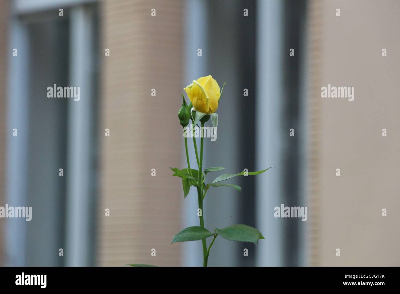 Eine gelbe Rose steht auf einem aufrechten Stamm in der Nähe von zwei kleinen Rosenknospen Stockfoto