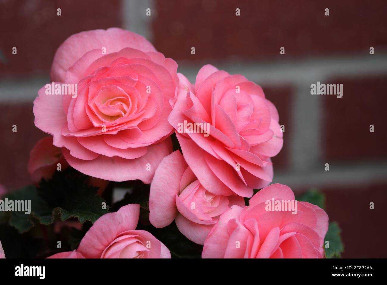 Grapeleaf bergonias an einer Wand abgebildet Stockfoto