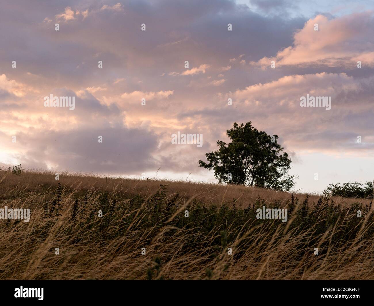 Sonnenuntergang Sonnenaufgang auf einem Getreidefeld auf der Insel Rügen mit einer Farm, Bäumen, Strohballen, roten Mohnblumen nach einem Gewitter Stockfoto