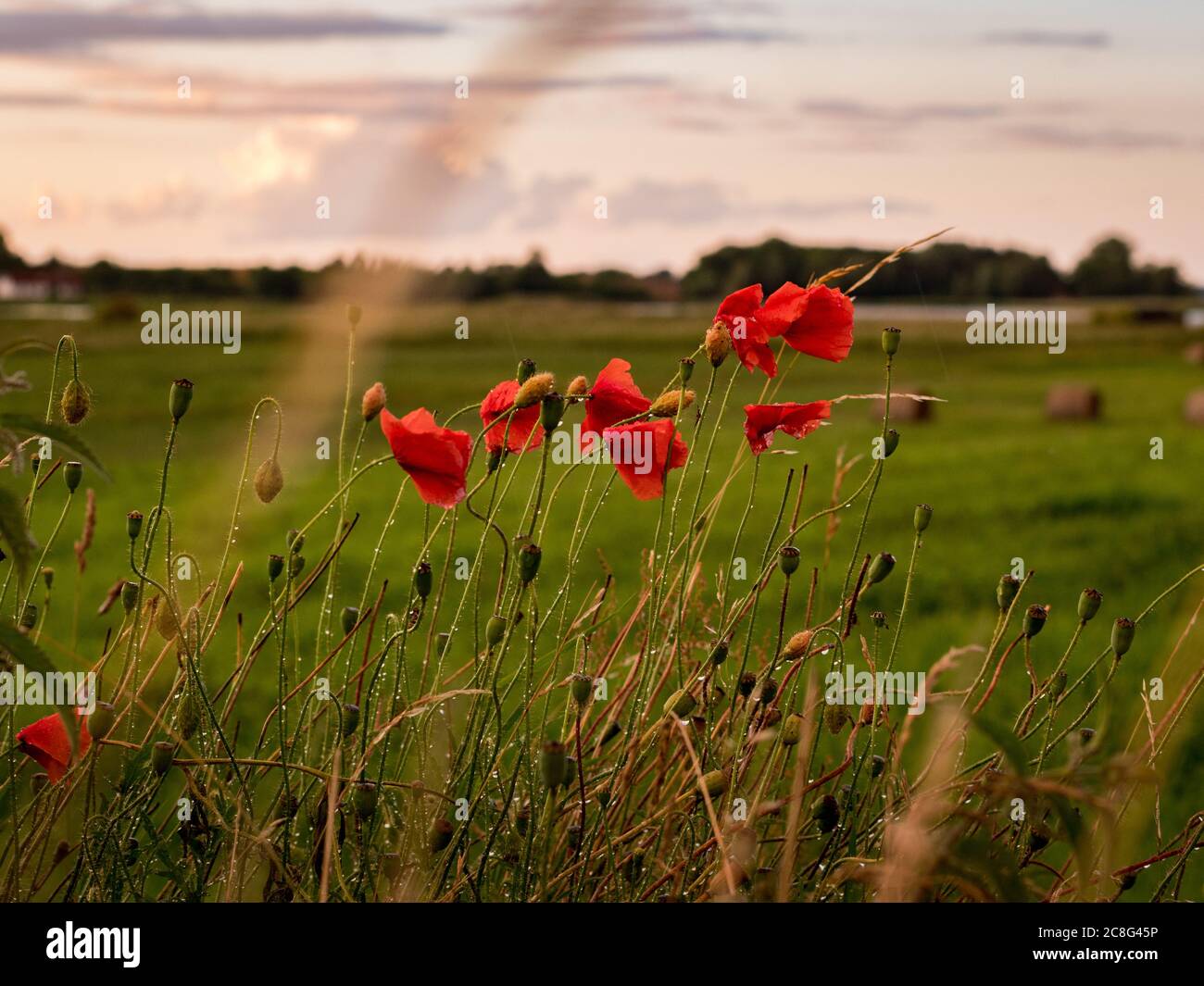 Sonnenuntergang Sonnenaufgang auf einem Getreidefeld auf der Insel Rügen mit einer Farm, Bäumen, Strohballen, roten Mohnblumen nach einem Gewitter Stockfoto