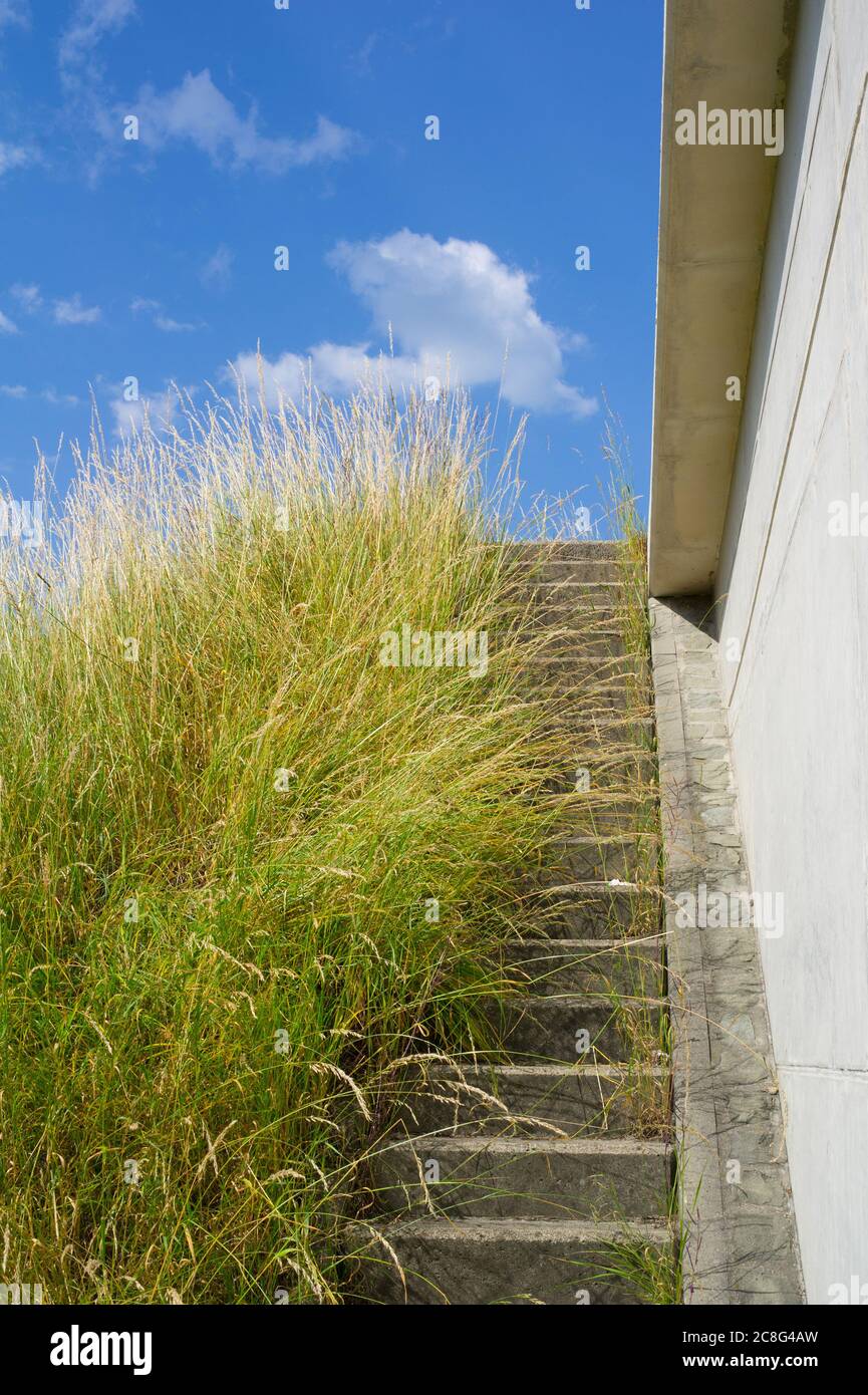 Wand und Treppe aus Betonmaterial. Strohhalme von wildem Gras auf der Seite. Die Pflanze ist überwuchert und bedeckt Treppen. Treppen gehen nach oben in Richtung cle Stockfoto