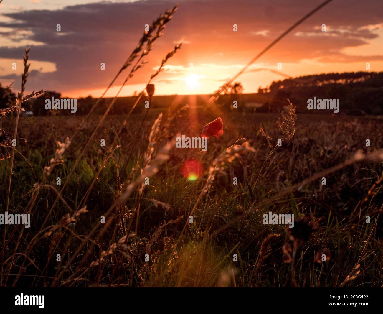 Sonnenuntergang Sonnenaufgang auf einem Getreidefeld auf der Insel Rügen mit einer Farm, Bäumen, Strohballen, roten Mohnblumen nach einem Gewitter Stockfoto
