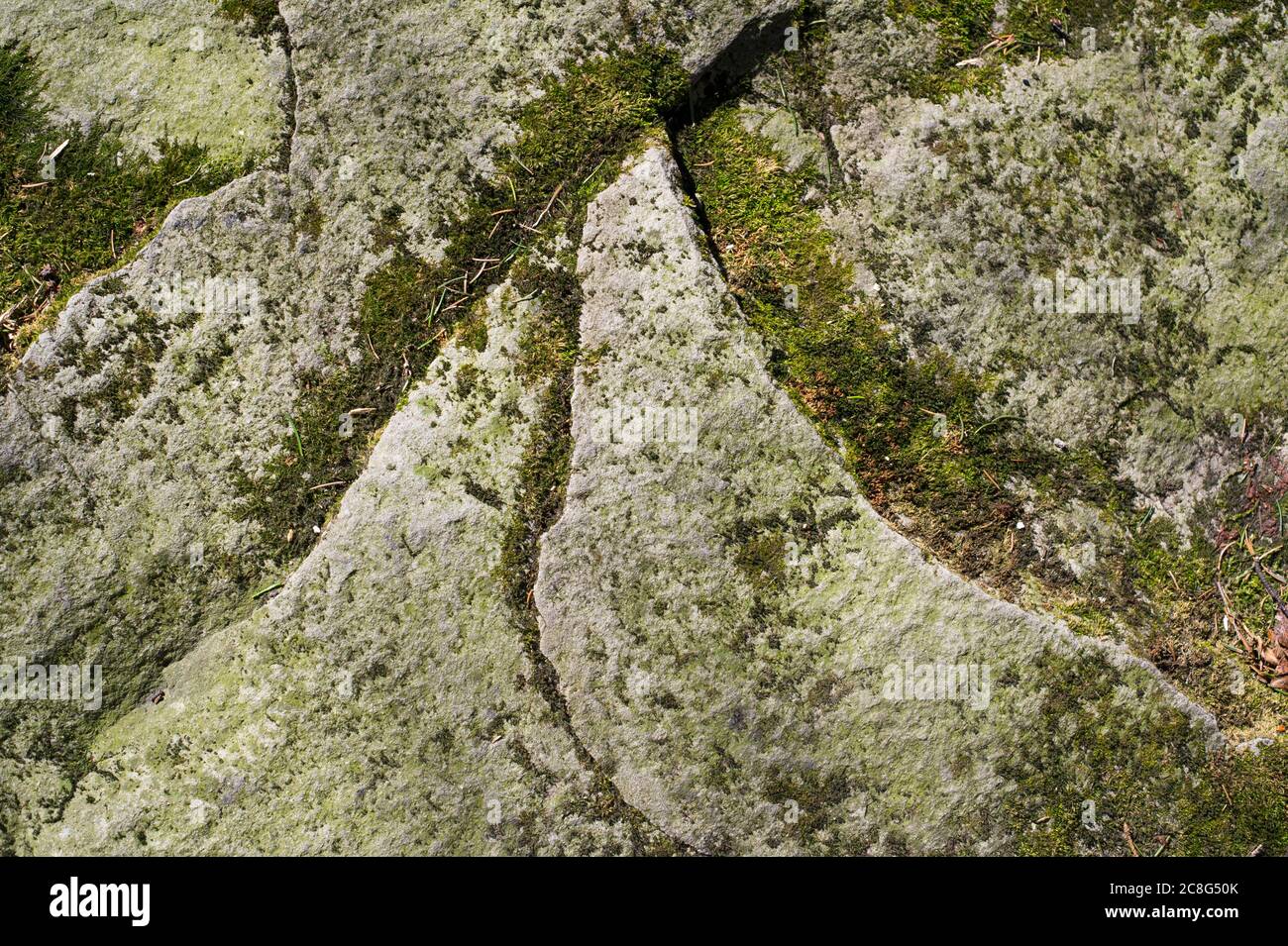 Natürliches Detail - Moos wächst auf dem Stein. Grüne Pflanze bedeckt die felsige Oberfläche Stockfoto
