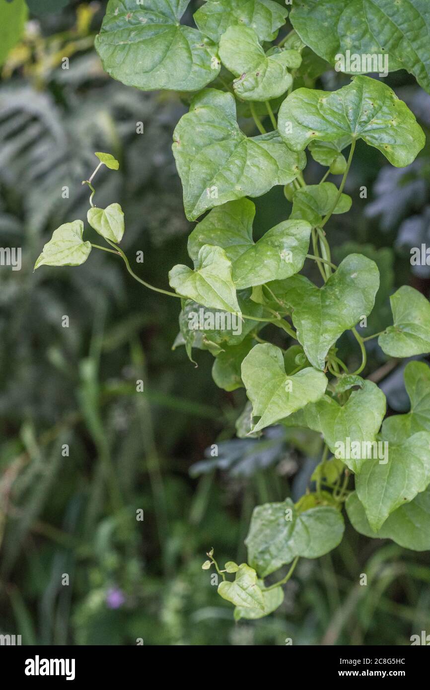 Nahaufnahme der Blätter von Black Bryony / Tamus communis in einer Hecke. Giftige Pflanze einmal als Heilpflanze in pflanzlichen Heilmitteln verwendet. Stockfoto