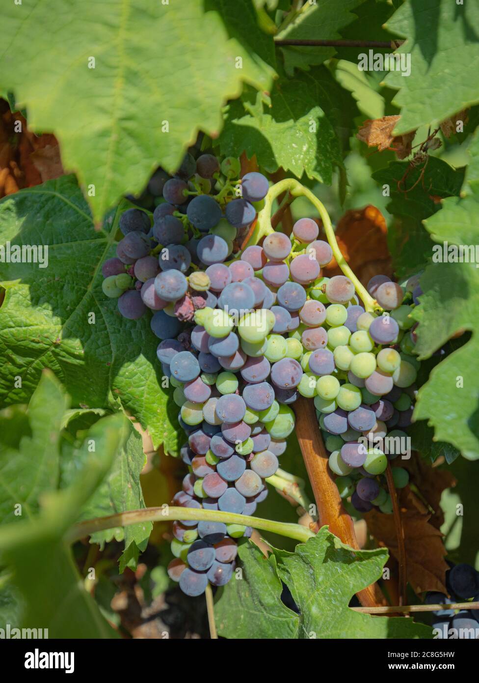 Die Weinreben der Weinberge von carignano im Süden sardiniens Stockfoto