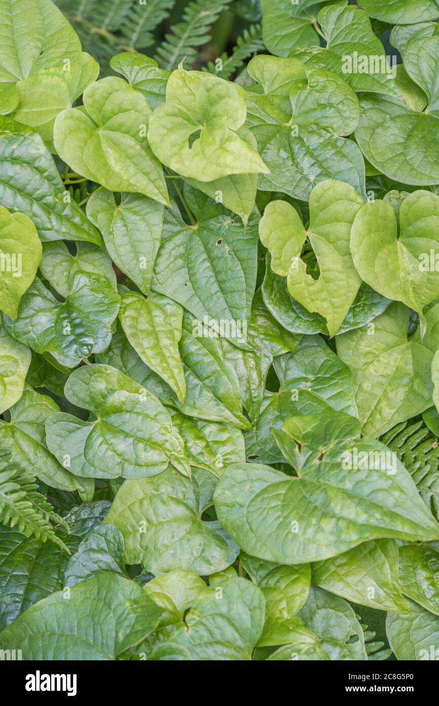 Breite Aufnahme der Blätter von Black Bryony / Tamus communis in einer Hecke. Giftige Pflanze einmal als Heilpflanze in pflanzlichen Heilmitteln verwendet. Stockfoto