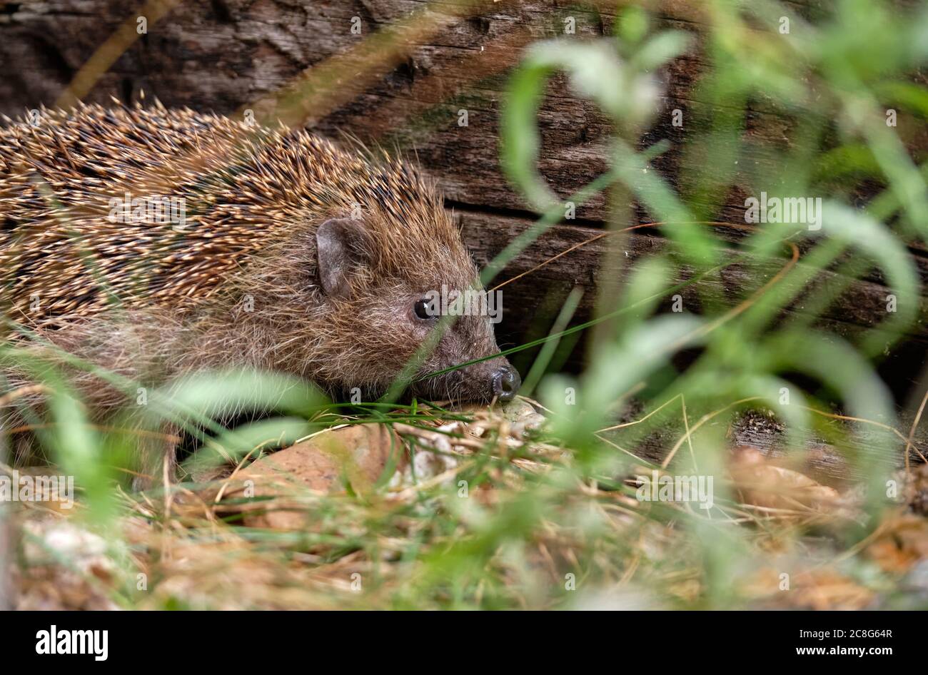 Ein Igel sitzt im Garten neben einem Holzbalken hinter einigen Pflanzen. Gesehen in Deutschland im Juli. Stockfoto