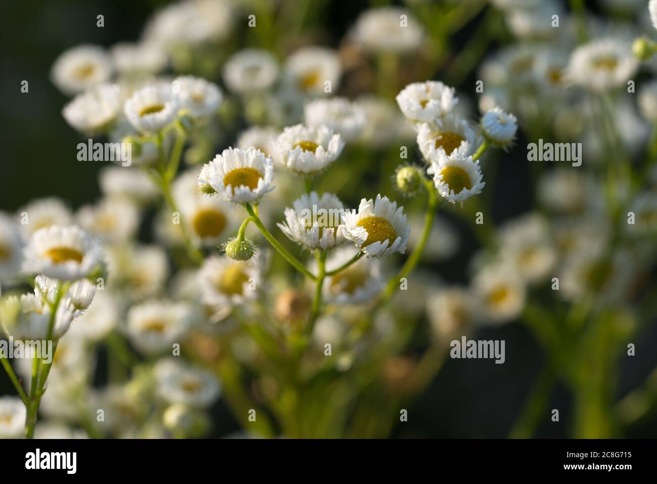 Erigeron annuus (einjährige Flohblume, Gänseblümchen-Flohblume östliche Gänseblümchen-Flohblume) weiße Blüten Makro selektiver Fokus Stockfoto