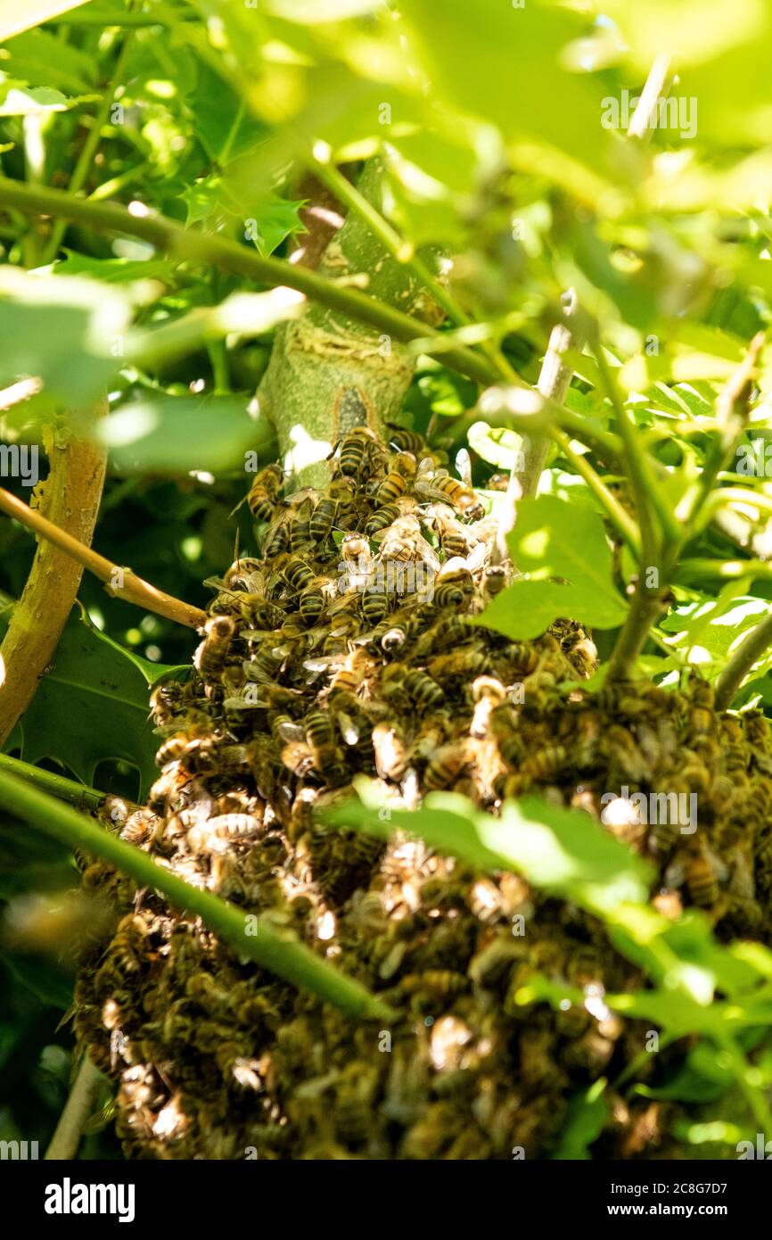 Nahaufnahme eines Bienenschwarms in einem Baum. Stockfoto