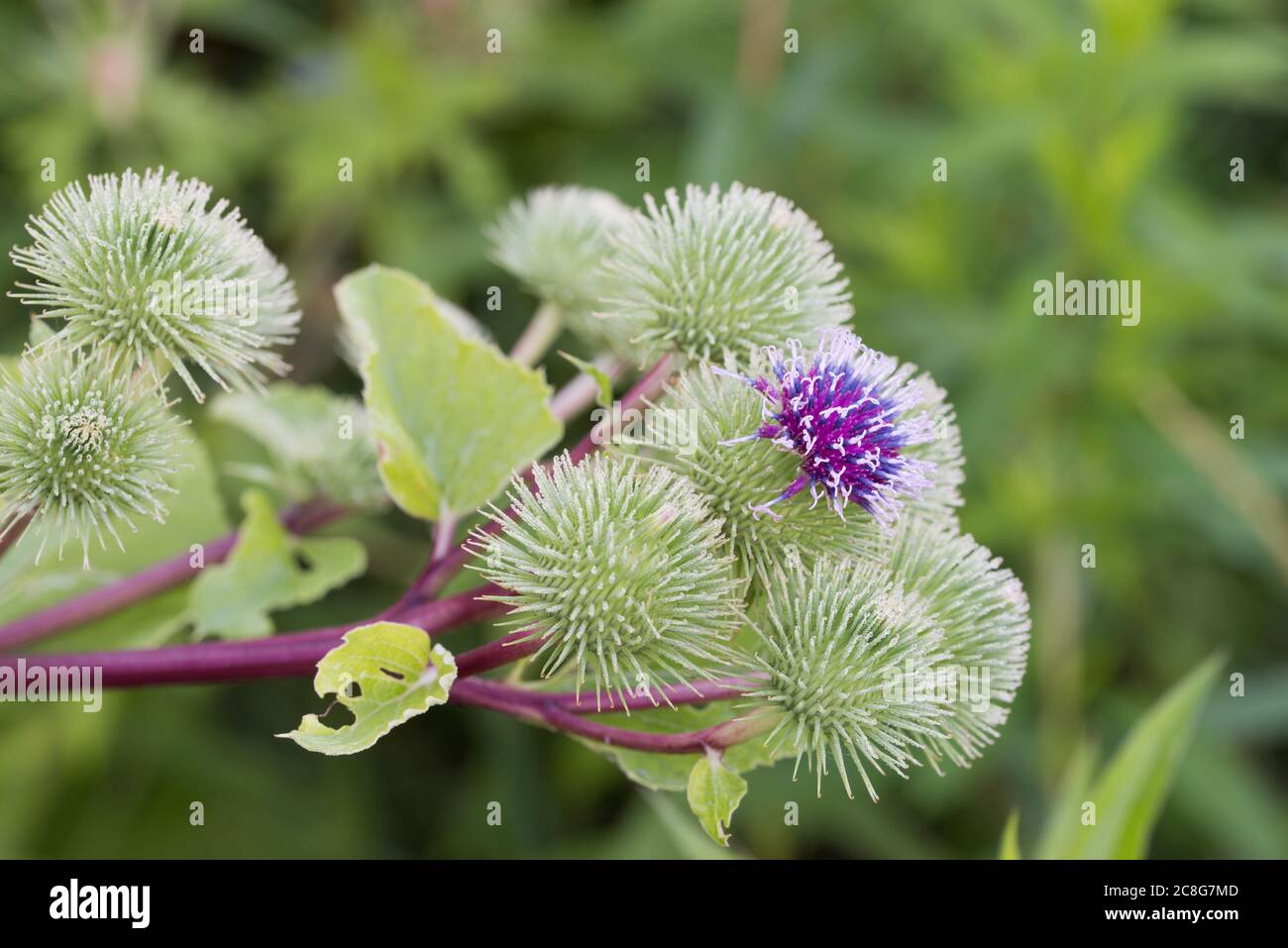 Arctium lappa, größere Klette, Bettler-Knöpfe, dornige Grat-Blüten in Wiese Makro selektiven Fokus Stockfoto