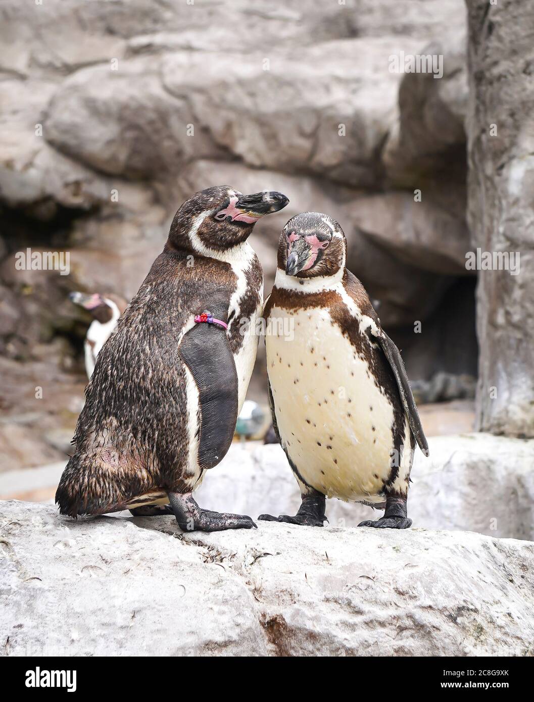 Nahaufnahme von zwei Humboldt-Pinguinen (Spheniscus humboldti), die im Freien in ihrem Gehege im West Midlands Safari Park, Großbritannien, isoliert sind. Stockfoto