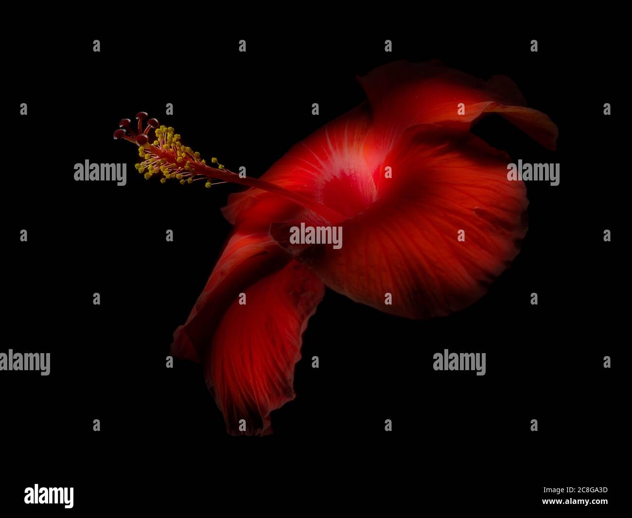 Rote diffuse Hibiskusblüte mit künstlerisch dramatischer Beleuchtung Stockfoto