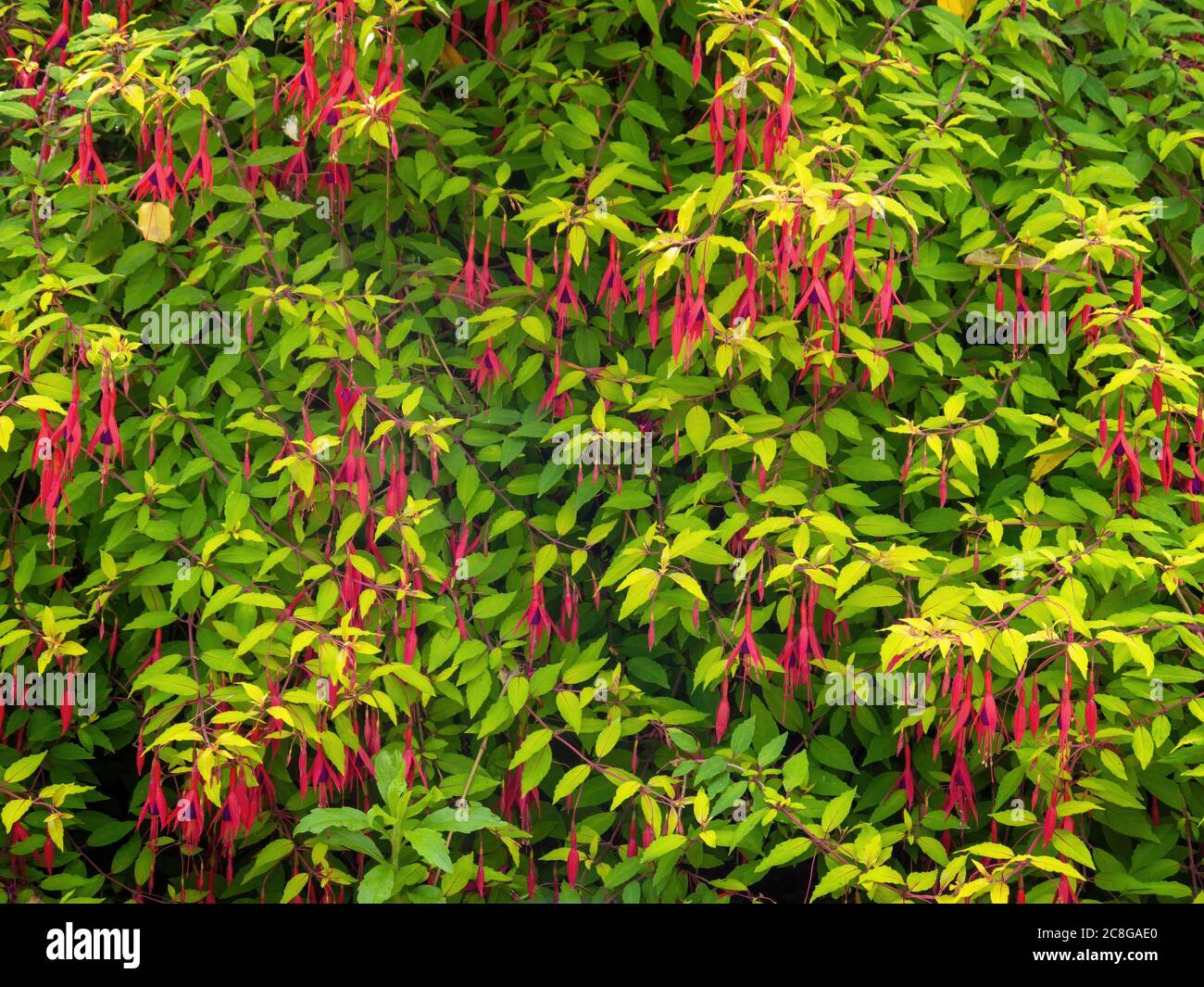 Fuchsia magellanica. Hardy Gartenpflanze, auch bekannt als Kolibri Fuchsia. Stockfoto
