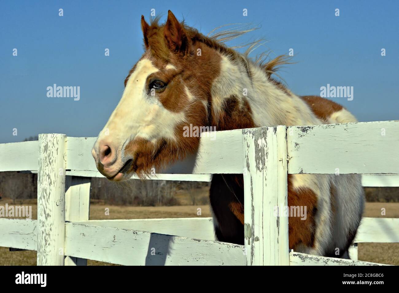 Bemaltes Pferd am Zaun Stockfoto