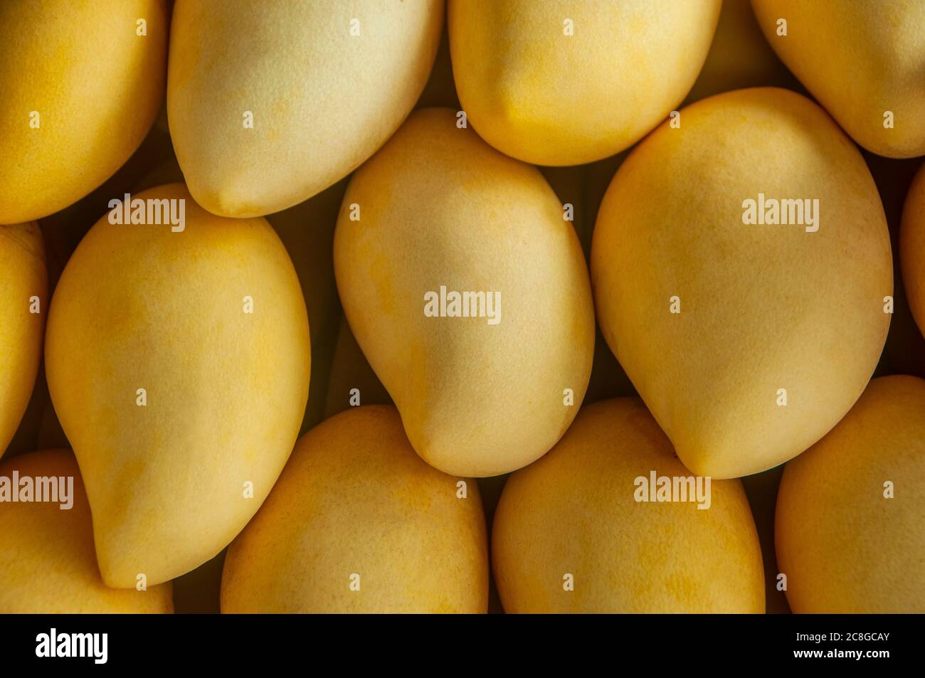 Stapel gelber reifer Mango auf dem Ladendisplay. Leuchtend gelbe tropische Früchte. Süßes Mango mit dünner Haut. Frische reife Früchte. Stockfoto