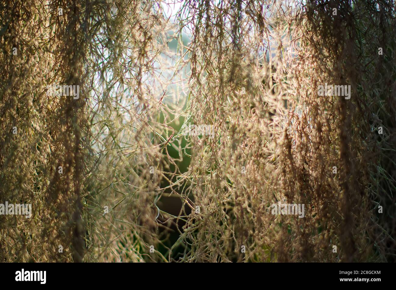 Abstrakt Frühling Natur Hintergrund. Tillandsia usneevidnaya, oder spanisches Moos, oder Louisiana Moos, oder spanischer Bart-eine Pflanze der Bromeliad Familie. Ein A Stockfoto