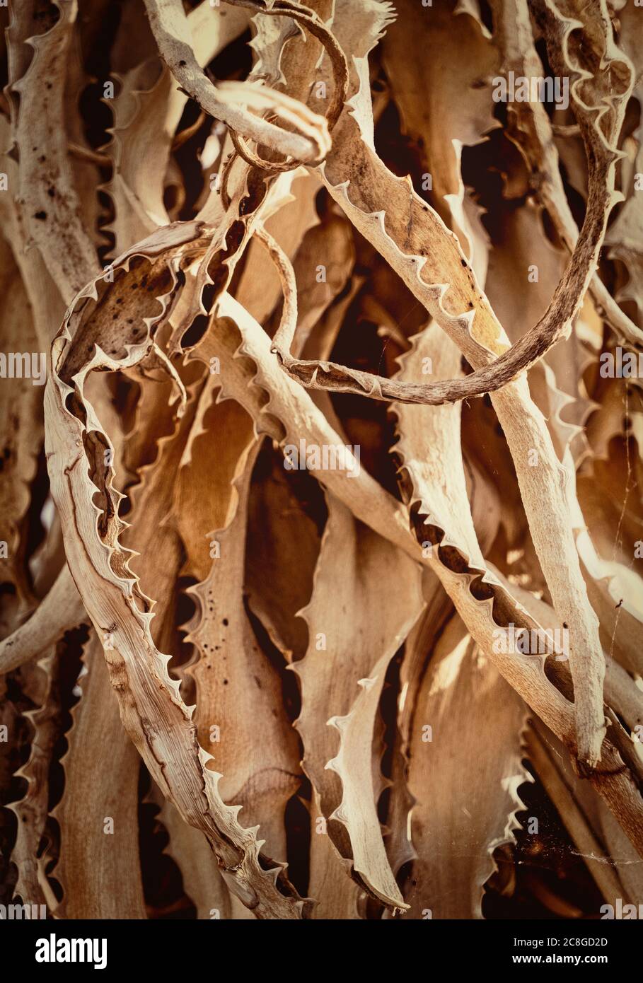 Pflanzen, Bäume, getrocknete Spikey Blätter eines tropischen Baumes. Stockfoto
