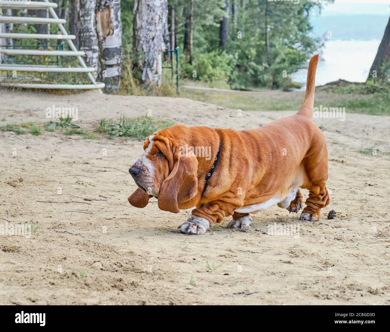 Ein süßer roter Shar Pei Hund gemütlich am Sandstrand entlang spazieren Stockfoto