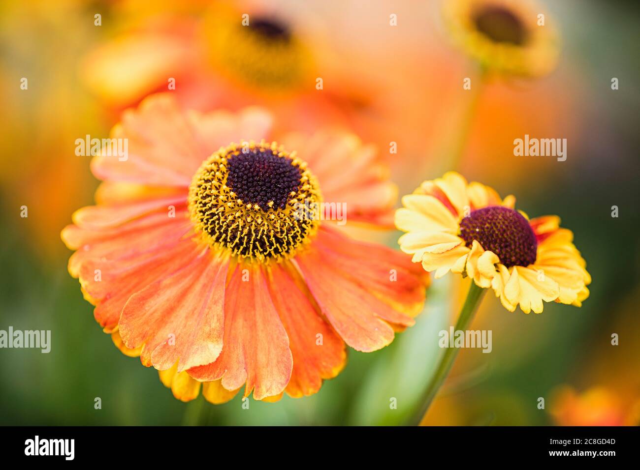 Schneezeweed, Gemeine Niesewed, Helenium 'Moerheim Beauty', Orange farbige Blume wächst im Freien mit Blütenblättern und Staubgefäßen sichtbar. Stockfoto