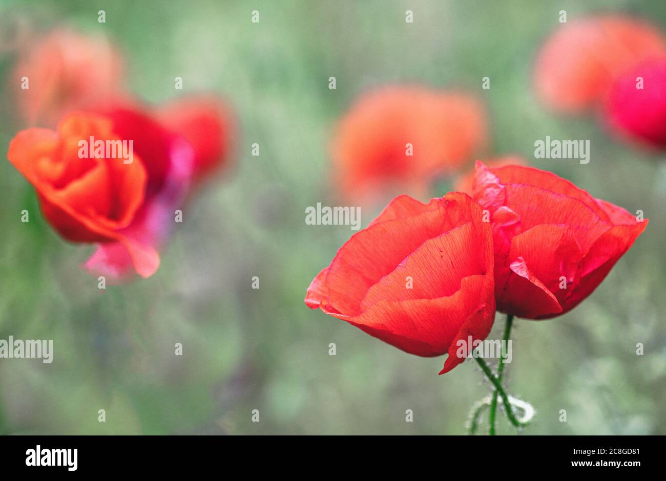Mohn, Papaveraceae, leuchtend rote Blüten, die im Sommer im Freien wachsen. Stockfoto