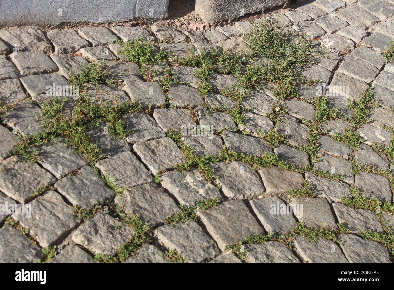Gras wächst aus den Lücken zwischen den Pflastersteinen des Pflasters,  beschädigt den Pflaster und spaltet das Straßenbaumaterial Stockfotografie  - Alamy