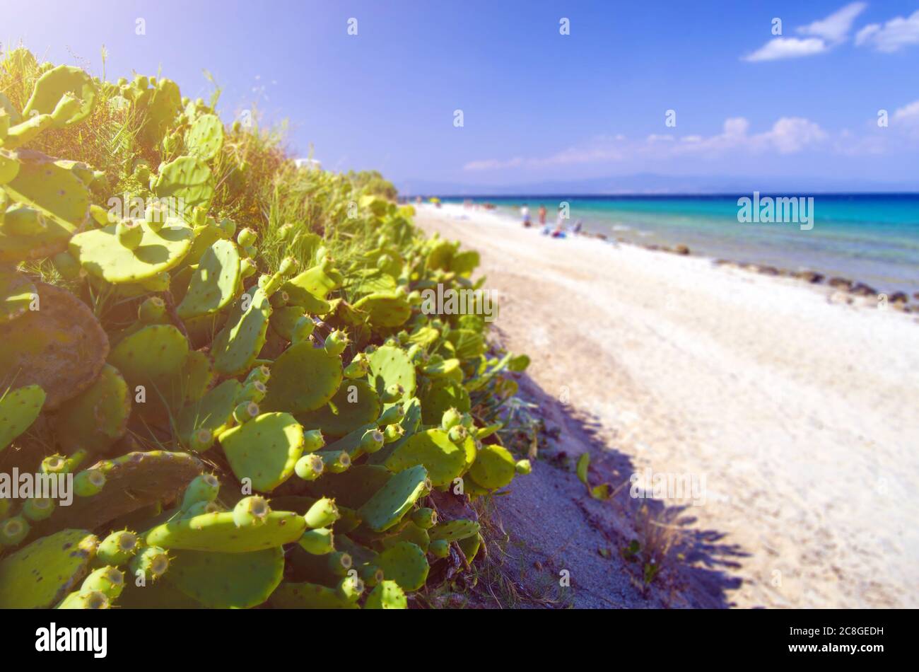 Kakteen Pflanzen am bunten Strand Stockfoto