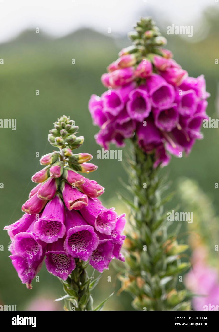 Foxglove, Digitalis, Spire geformte Blumen wachsen im Garten im Freien mit Wassertröpfchen bedeckt. Stockfoto