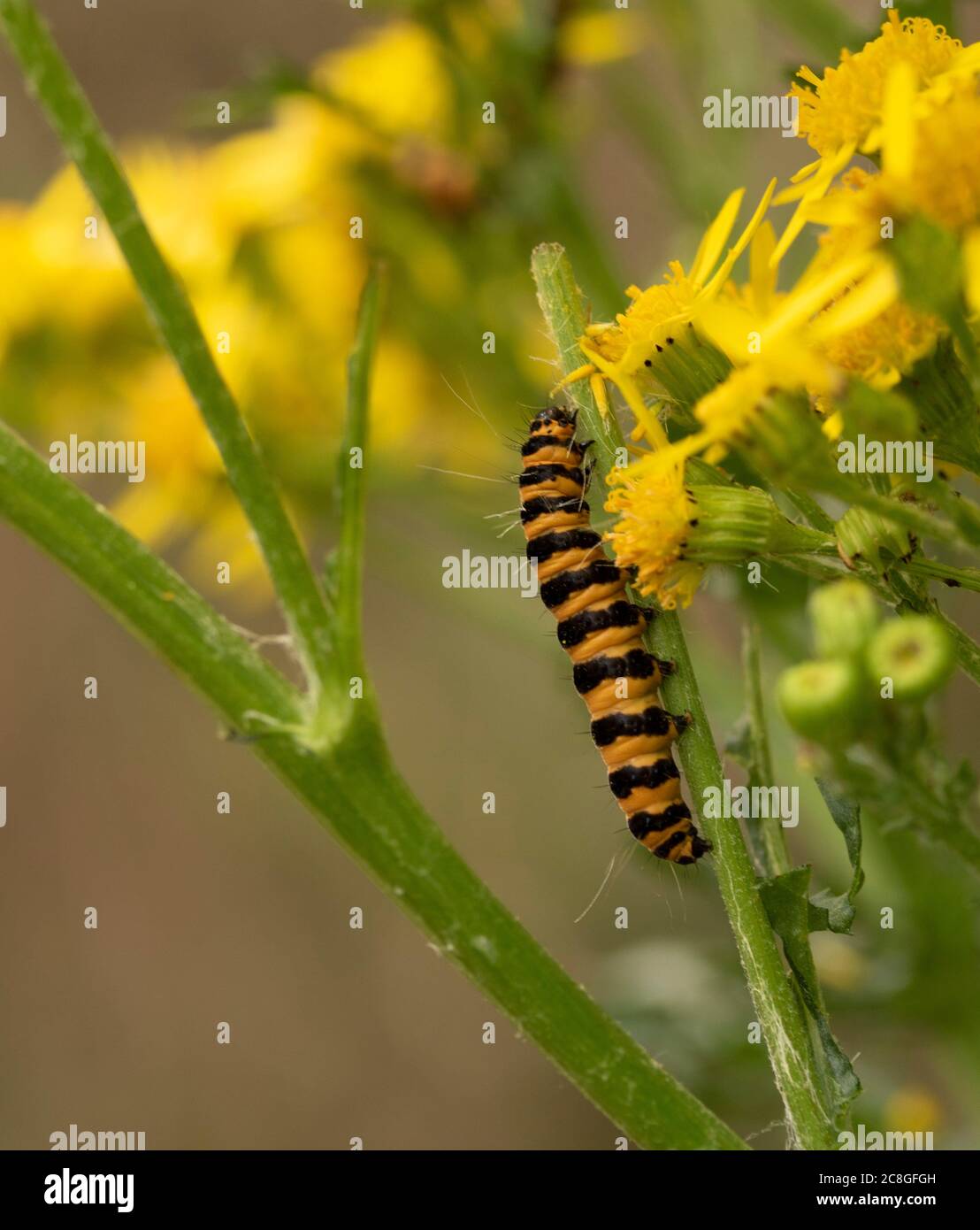 Unkräuter Bilder: Unleashing Creativity with Wildflowers!