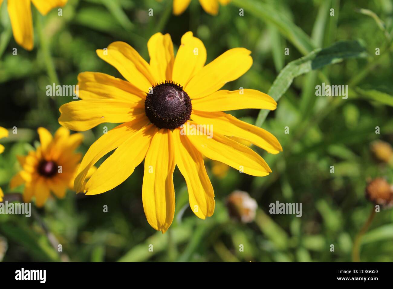 Nahaufnahme der Schwarzäugigen Susan Blüte in Linne Woods in Morton Grove, Illinois Stockfoto