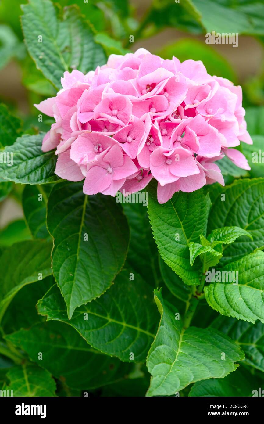 Schöner leuchtend rosa Hortensia Strauch (Hortensia macrophylla) Stockfoto