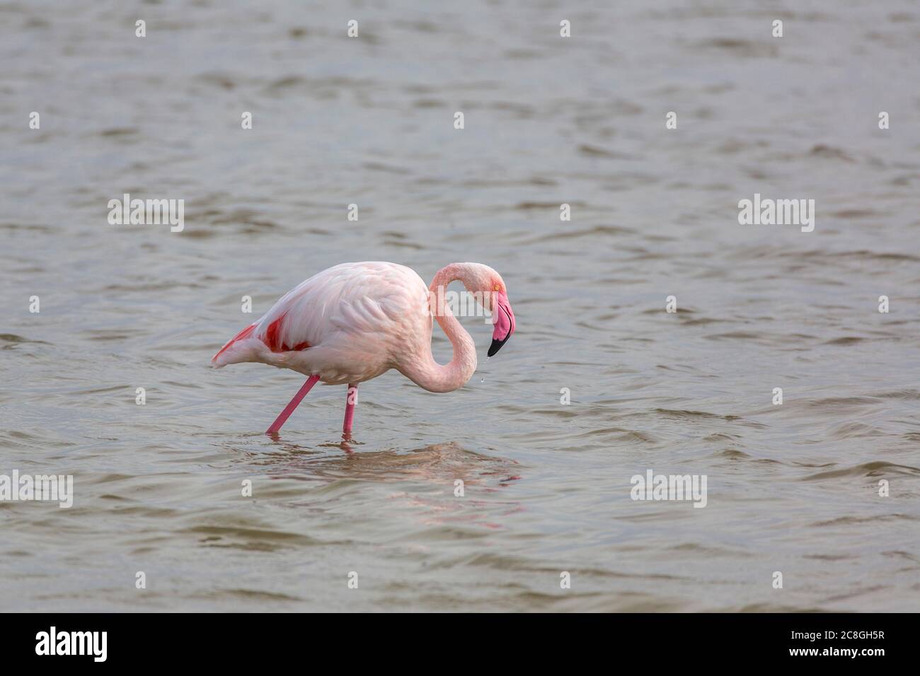 Der große Flamingo (Phoenicopterus roseus) verläuft in flachem Wasser, Nationalpark Camargue, Provence-Alpes-Cote d'Azur, Frankreich Stockfoto