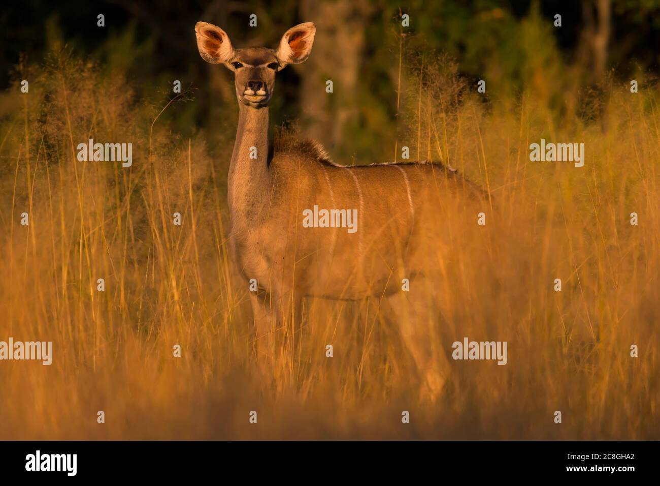 Großkudu (Tragelaphus strepsiceros), Weibchen im hohen Gras, Okavango Delta, Botswana Stockfoto