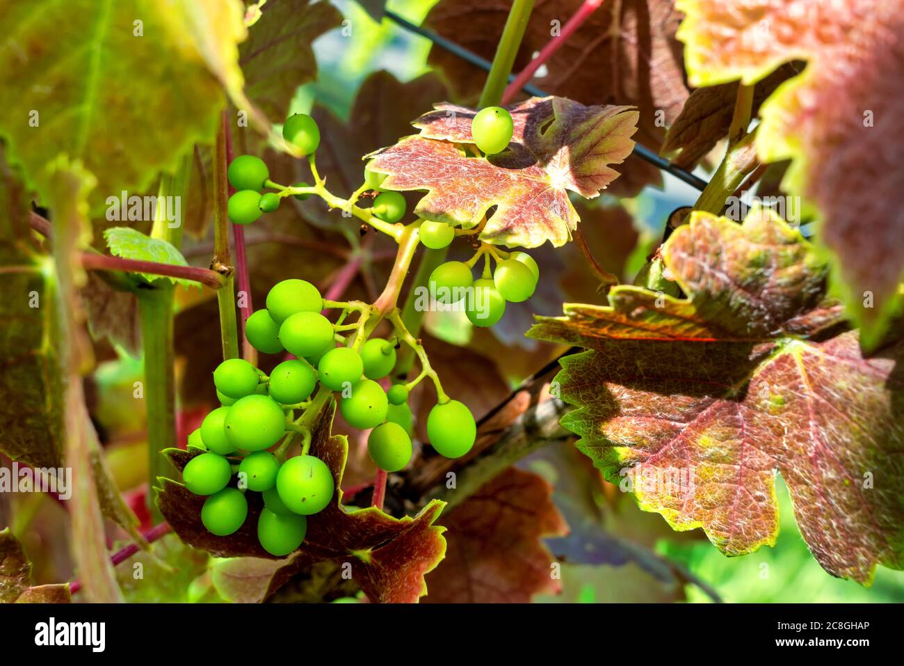 Unreife Trauben mit roten Weinblättern. Nahaufnahme Stockfoto