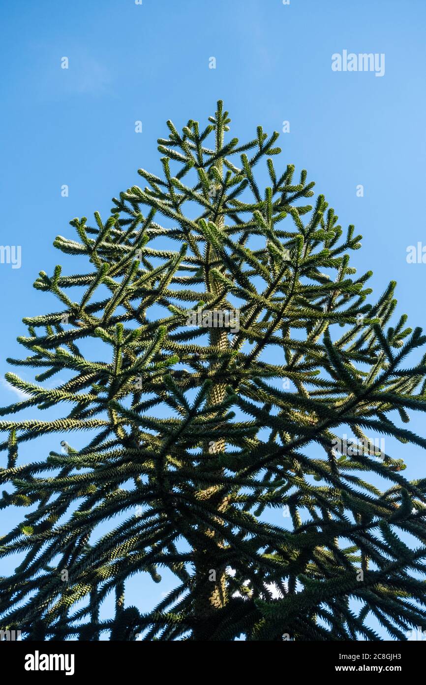 Affe Puzzle Baum (Araucaria Araucana) Stockfoto