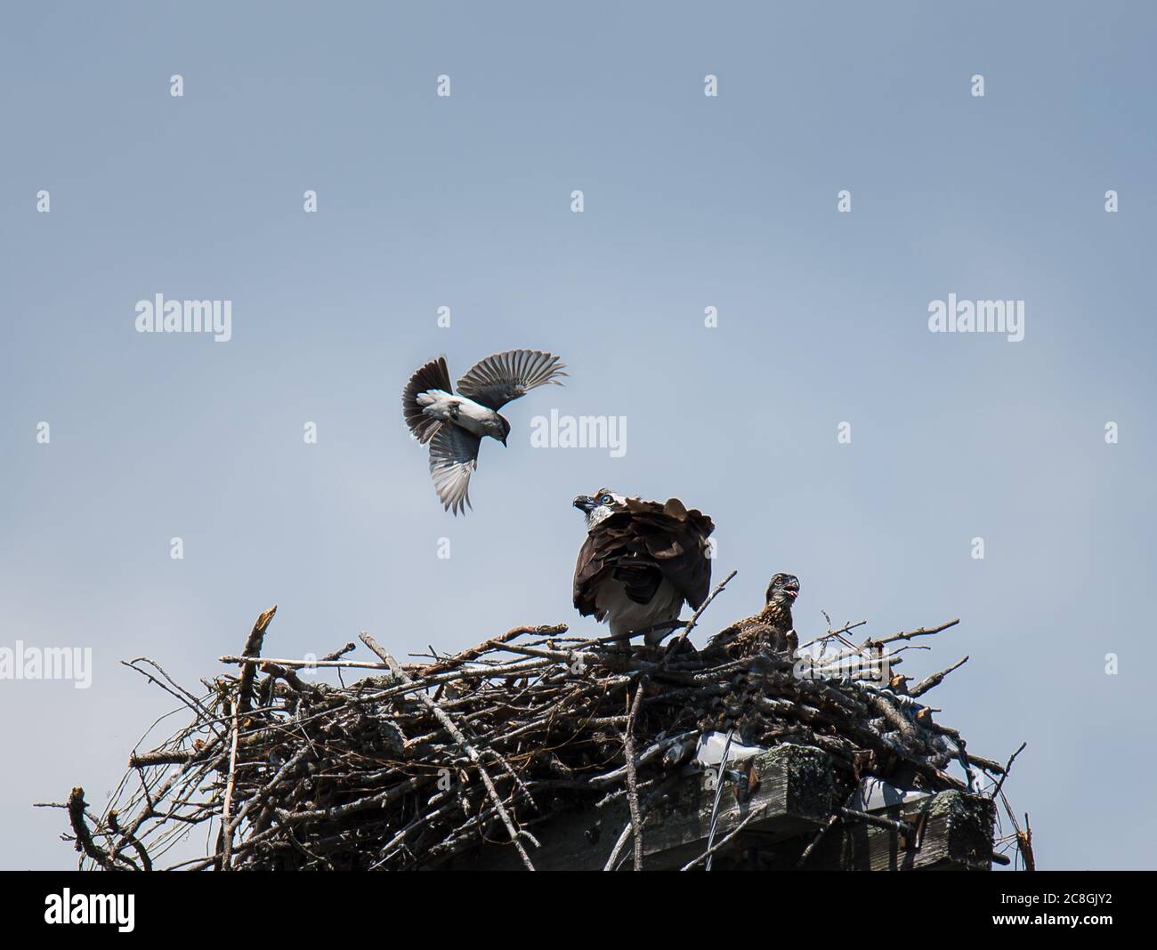Fischadler und Baby werden von Kingbird im Nest gegen blauen Himmel angegriffen. Stockfoto