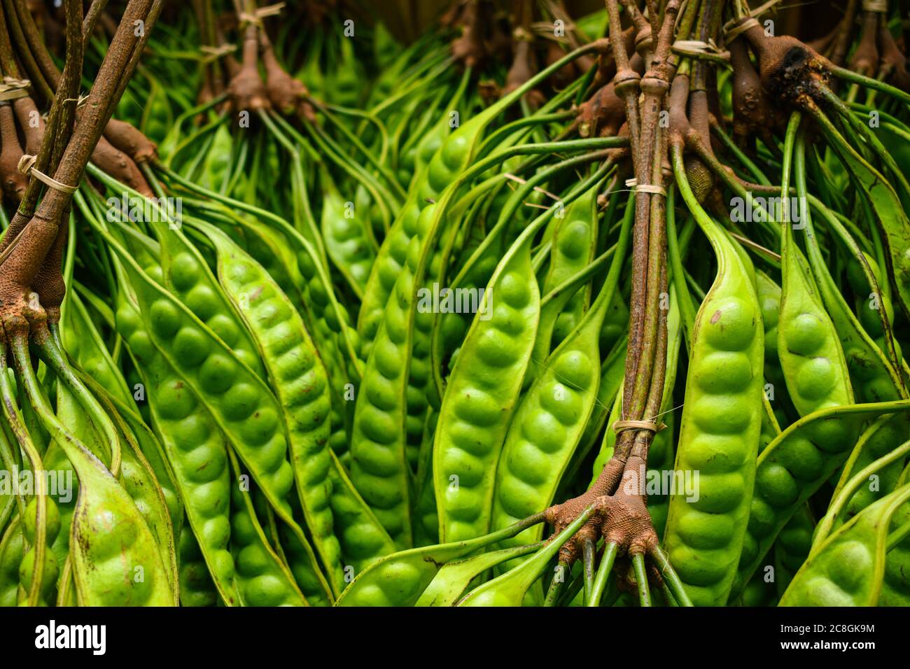 Ein Bündel von frischen reifen grünen Parkia Speciosa auch bekannt Als Petai gebunden t Stockfoto