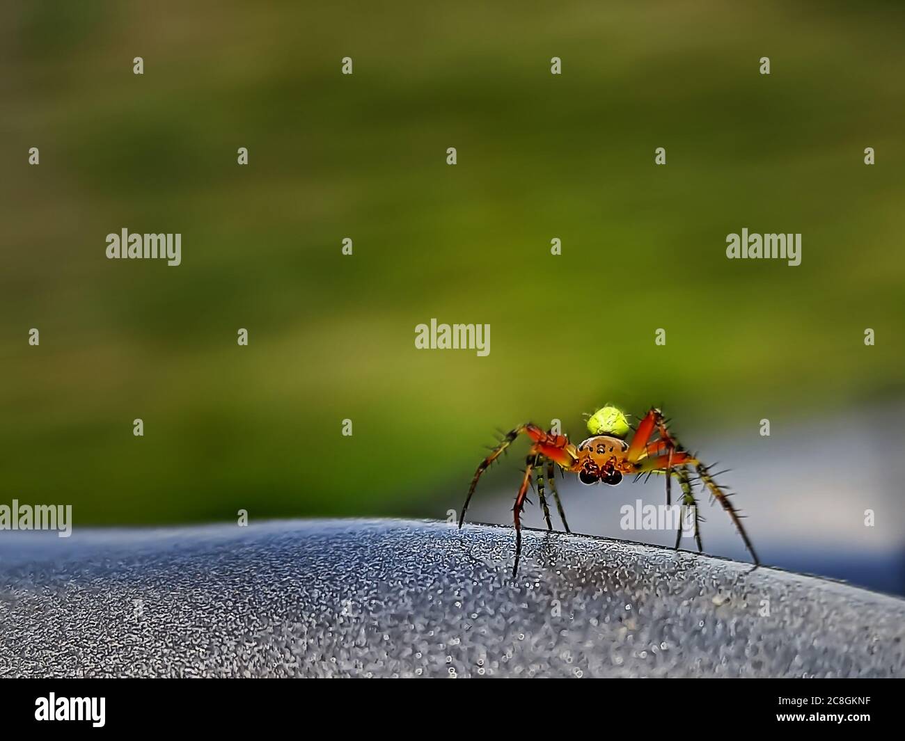 Spinne mit großen Augen und gelbem Bauch am Lenkrad. Nahaufnahme von gefährlichen und ängstlich, Insekt als Reisebegleiter. Giftige Reise Buddy portrai Stockfoto