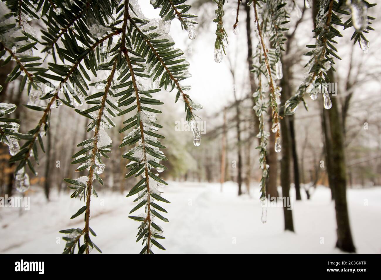 Im Licht des Frosts Stockfoto