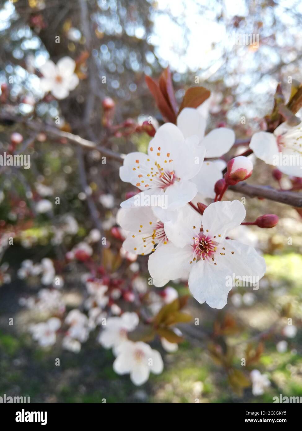 Flor almonda en primavera en el parque del Retiro Stockfoto