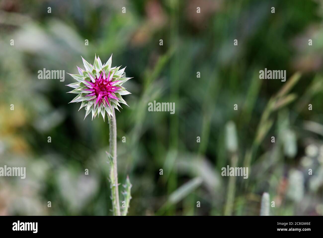 Eine Milchdistel, die am Rand eines Bauernfeldes wächst. Disteln sind zwar schön, aber ein invasives, schädliches Unkraut. Stockfoto