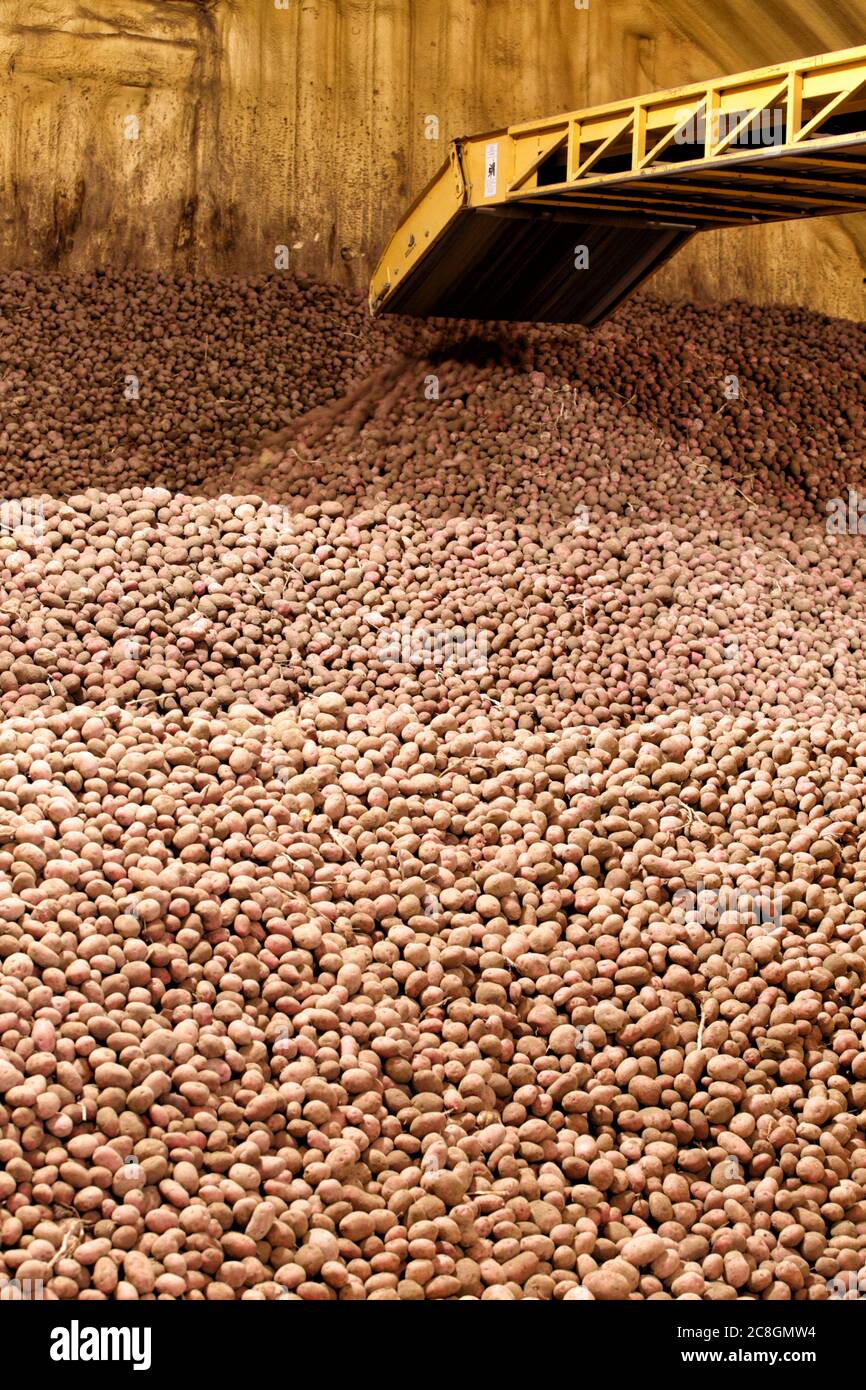 Kartoffeln werden von Fördermaschinen bewegt und in einem Keller zur Winterlagerung gestapelt. Stockfoto